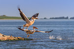 white pelicans (pelecanus onocrotalus) in flight. Danube Delta, Romania