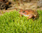 Brown forest small frog sitting on moss basking in the rays of the spring sun.