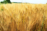 Golden Ears On The Summer Field Before Harvest closeup
