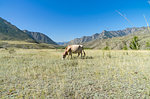 Cow grazing in a mountain meadow. Altai Mountains; Russia. Sunny summer day.