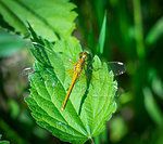 Predatory insect dragonfly portrait, in natural habitat.Top view, close-up.