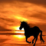 Silhouette of horse galloping at sunrise
