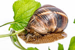 Snail with green leaves on a white background