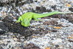 Green and black Garden Lizard peering over rocks