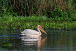 white pelican (pelecanus onocrotalus) in Danube Delta, Romania