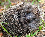 The spiny hedgehog hides curled into a ball.