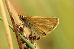 A small skipper moth sits on a blade of grass in a field.