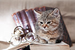 Small domestic cat on vintage interior with book and spectacles