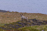 Lone deer on coastline, portrait, Skaftafell, Austur-Skaftafellssysla, Iceland