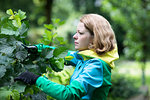 Mid adult woman pruning tree in her garden, shallow focus