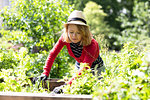 Mid adult woman checking plants in raised beds in her garden
