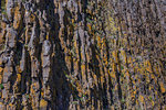 Detail of patterned rock formation, Stykkishólmur, Iceland