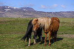 Two icelandic horses in landscape, Reykjavík, Gullbringusysla, Iceland