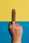Studio shot of man's hand giving the finger, the finger is replaced by a cactus, against a yellow and blue background