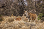 Antelope and calf in nature reserve, Touws River, Western Cape, South Africa