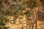 Cheetah peering through bushes, Touws River, Western Cape, South Africa