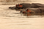 Two hippopotamuses swimming in river, Touws River, Western Cape, South Africa