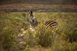 Zebra in nature reserve, Touws River, Western Cape, South Africa