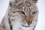European Lynx (Lynx lynx),  Captive, Polar Park, Norway