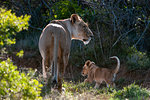 Lion (Panthera Leo) and cub, Kariega Game Reserve, South Africa