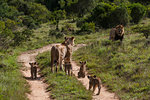 Family of lion (Panthera Leo) and cubs, Kariega Game Reserve, South Africa