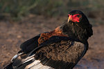 Portrait of bateleur, Terathopius ecaudatus, Voi, Tsavo, Kenya