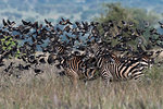 Flock of barn swallows, Hirundo rustica, flying over plain zebras, Equus quagga, Voi, Tsavo, Kenya