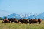 Wattled starlings, Creatophora cinerea, flying over African elephants, Loxodonta africana, Voi, Tsavo, Kenya