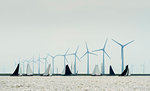 Flat-bottom freight ships participating in traditional 'Skûtsjesilen' sailing race, large wind turbines in background, Lemmer, Friesland, Netherlands