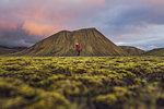 Hiker exploring mossy landscape, Landmannalaugar, Highlands, Iceland