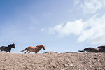 Wild horses running, Landmannalaugar, Iceland