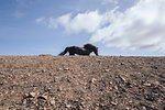 Wild horse running, Landmannalaugar, Iceland