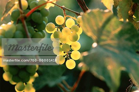Close-Up of Grapes in Vineyard Ontario, Canada