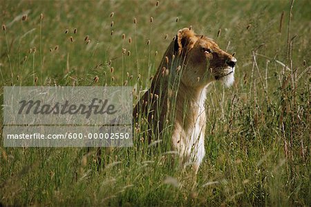 Weibliche Löwen Masai Mara Kenia