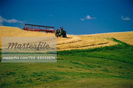 Schwaden Weizen Feld Minnedosa, Manitoba, Kanada