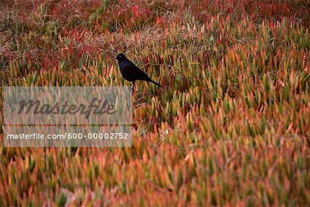 Bird and Ice Plants on Beach Monterey Peninsula, California USA