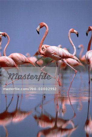 Flamants Upper Lakes, Bahamas