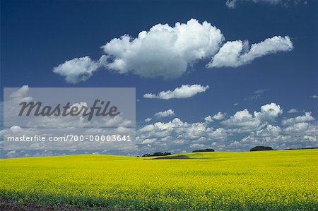 Alberta champ de canola, Canada