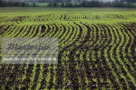 Wheat Fields Alberta, Canada