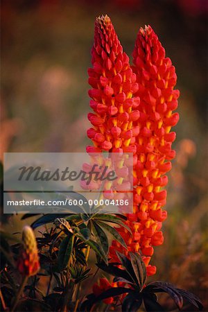 Lupins Shampers Bluff New Brunswick, Canada Lupins Shampers Bluff New Brunswick, Canada