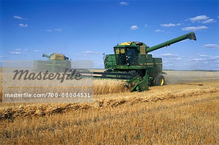 La récolte de blé près de St. Agathe (Manitoba), Canada