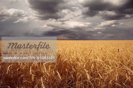 Wheat Field Alberta, Canada