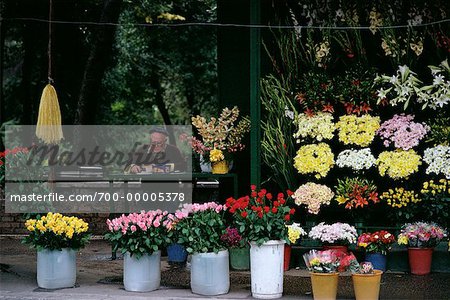 Man Selling Flowers Rome, Italy