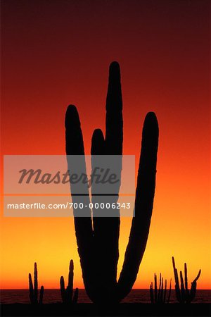 Silhouette der Cactus bei Sonnenuntergang Algodones, Mexiko