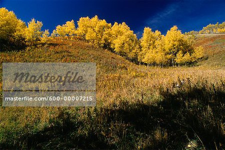 Herbst Aspen Turner Valley in Alberta, Kanada