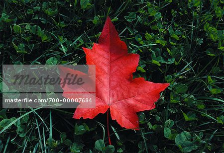 Feuille d'érable automne