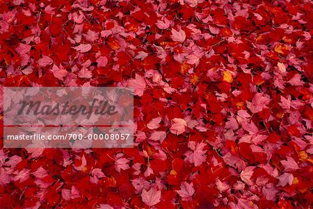 Autumn Leaves Hartland, New Brunswick, Canada