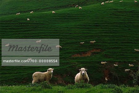 Sheep near Pio Pio North Island, New Zealand