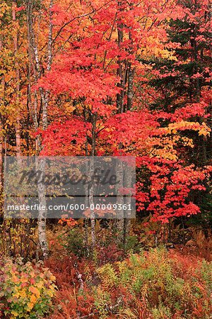 Arbres en automne Quispamsis, Nouveau-Brunswick, Canada