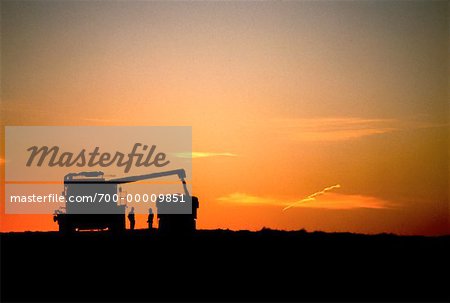 Silhouette of Harvesting at Sunset